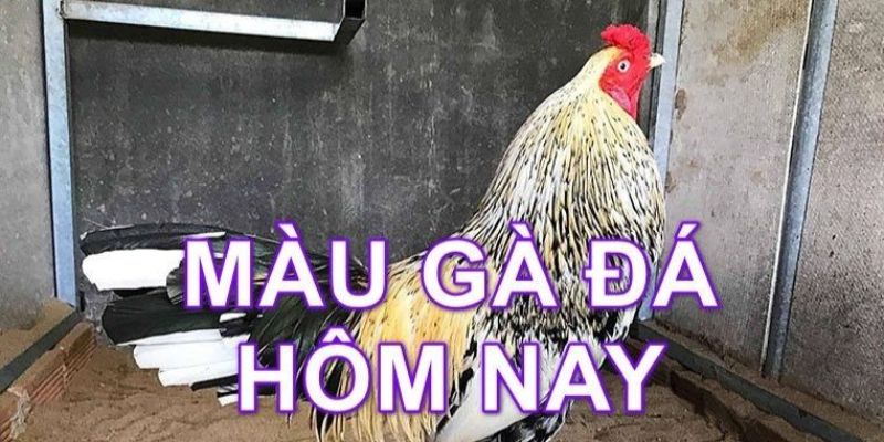 Các màu mạng đá gà phổ biến hiện nay