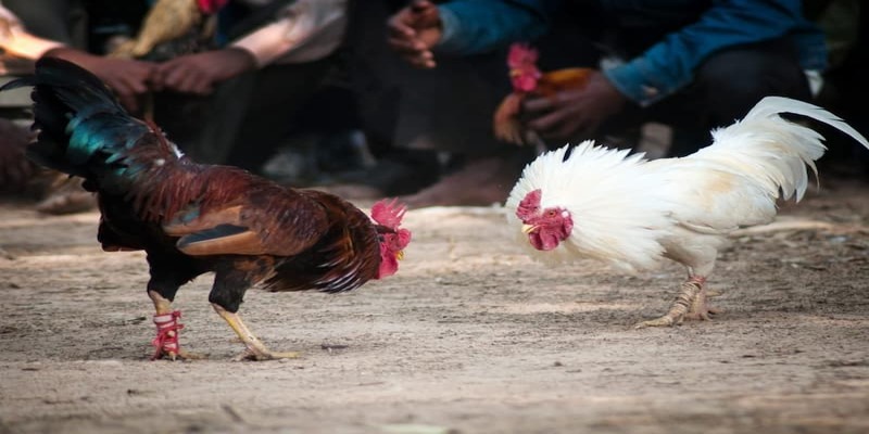 Đôi nét về đá gà cựa dao