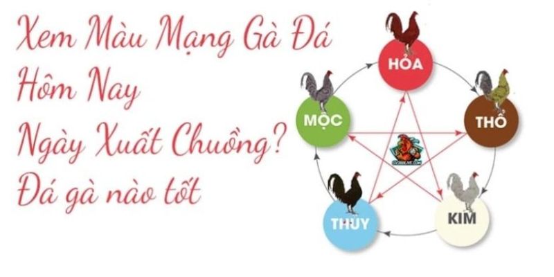 Hướng dẫn cách xác định màu mạng đá gà